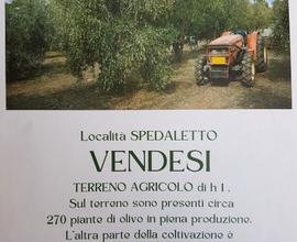 Terreno agricolo