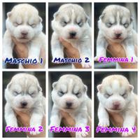 Siberian Husky cuccioli