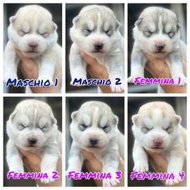 Siberian Husky cuccioli