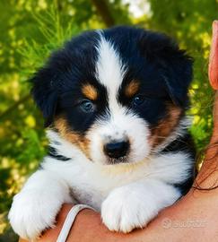 Cuccioli Australian Shepherd/Pastore Australiano
