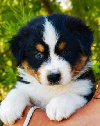 Cuccioli Australian Shepherd/Pastore Australiano