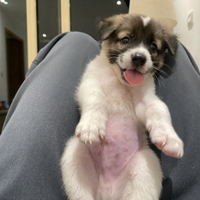 Cani taglia piccola