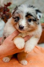 Australian Shepherd/ Pastore Australiano