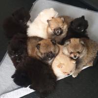 Cucciolata SPITZ VOLPINO DI POMERANIA