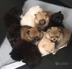 Cucciolata SPITZ VOLPINO DI POMERANIA