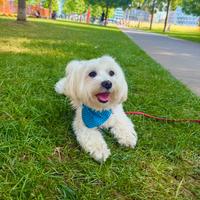 Maltese per accoppiamento