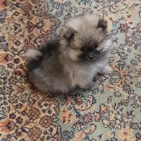 Volpino pomerania - spitz nano tedesco