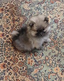 Volpino pomerania - spitz nano tedesco