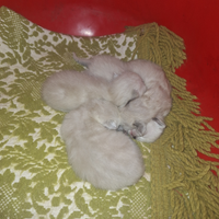 Siamese