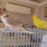 Parrocchetti dal collare diverse mutazioni