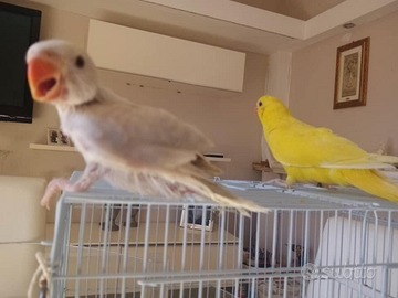 Parrocchetti dal collare diverse mutazioni