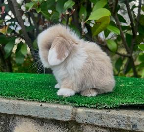 Mini Lop Ariete Nano