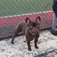 Bulldogue Francese choco per monta
