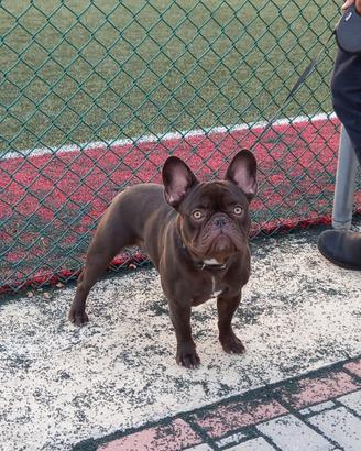 Bulldogue Francese choco per monta