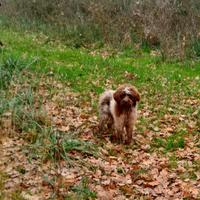 Lagotto romagnolo da tartufo