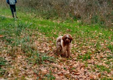 Lagotto romagnolo da tartufo