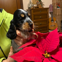 Cocker Spaniel I glese