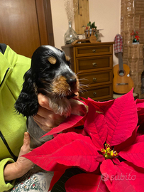 Cocker Spaniel I glese