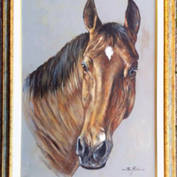 " Testa di Cavallo " olio su tela cm.50x70