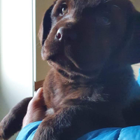 Cuccioli di labrador marroni , neri e miele