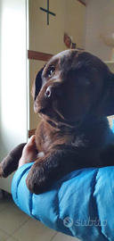 Cuccioli di labrador marroni , neri e miele