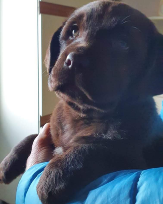 Cuccioli di labrador marroni , neri e miele