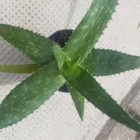 Aloe vera in vasetto