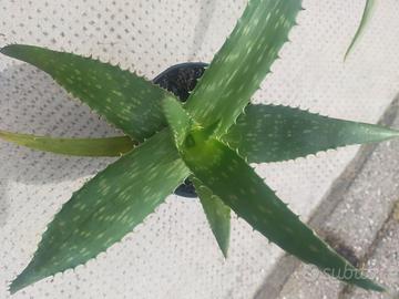 Aloe vera in vasetto