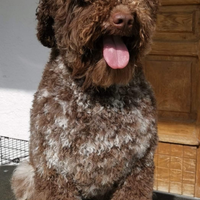 Lagotto romagnolo
