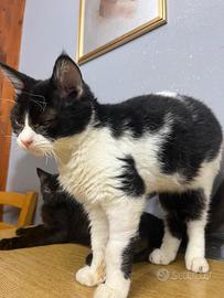 Gatto maschio vaccinato e sverminato