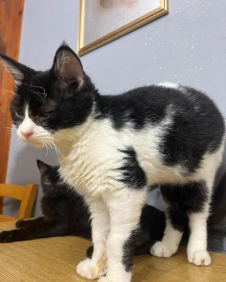 Gatto maschio vaccinato e sverminato