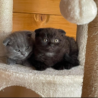 Scottish fold e straight