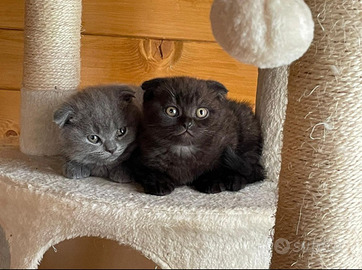 Scottish fold e straight