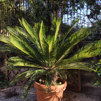 Cycas revoluta