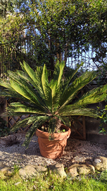 Cycas revoluta