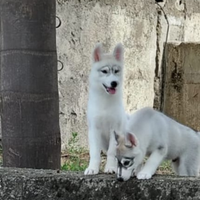 Siberian husky pedigree