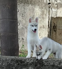 Siberian husky pedigree