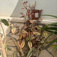 Pianta ornamentale