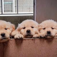 Golden retriever linea americana