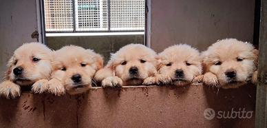 Golden retriever linea americana