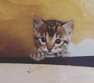 Cuccioli Bengala con pedigree