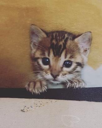 Cuccioli Bengala con pedigree