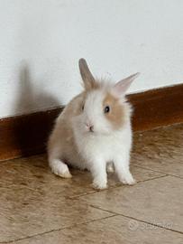 Coniglio testa di leone