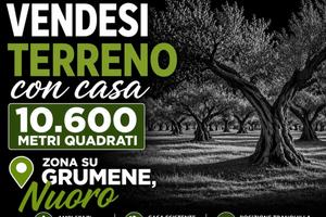 Terreno con casa e oliveto