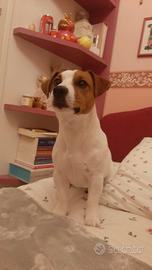 Jack Russell pedigree ENCI