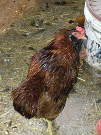 Gallo araucana
