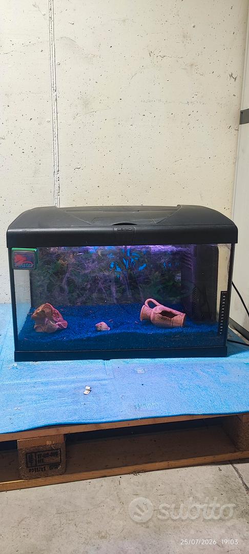 Acquario