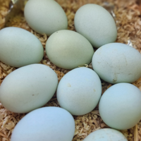 Uova di Araucana e pulcini