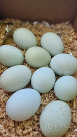 Uova di Araucana e pulcini