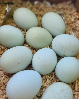 Uova di Araucana e pulcini